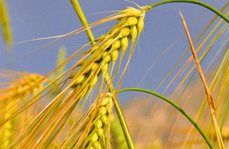 青稞是大麥嗎？青稞是小麥嗎