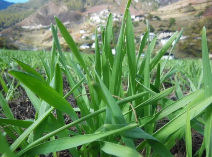 青稞是薏仁嗎？青稞和薏仁大有不同