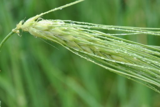 青稞是薏仁嗎？青稞和薏仁大有不同