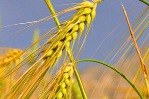 青稞是薏仁嗎？青稞和薏仁大有不同