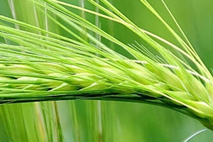 青稞是涼性嗎？青稞是熱性嗎？