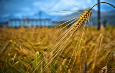 青稞是涼性嗎？青稞是熱性嗎？