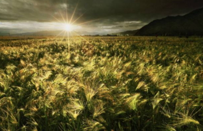 青稞是涼性嗎？青稞是熱性嗎？