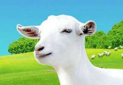 羊奶粉為什么比牛奶粉貴 羊奶粉比牛奶粉貴的原因 羊奶粉為什么比牛奶粉貴 羊奶粉比牛奶粉貴的原因