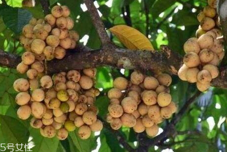 龍貢果的營養(yǎng)價值 龍貢果的功效與作用