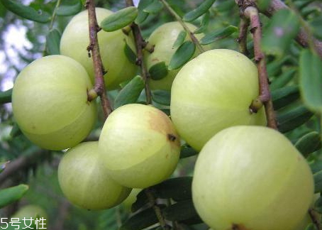 余甘果怎么腌制好吃 余甘果腌制技巧 余甘果怎么腌制好吃 余甘果腌制技巧