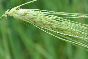 青稞是大麥嗎？青稞是小麥嗎