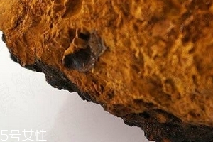 樺樹茸為什么中國(guó)禁止？樺樹茸國(guó)內(nèi)能買到嗎？