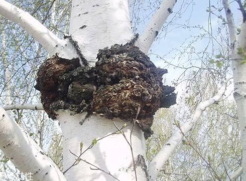 樺樹茸為什么中國(guó)禁止？樺樹茸國(guó)內(nèi)能買到嗎？