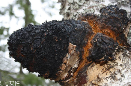 樺樹茸為什么中國(guó)禁止？樺樹茸國(guó)內(nèi)能買到嗎？