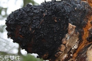 樺樹茸價格 樺樹茸會不會很貴 樺樹茸價格 樺樹茸會不會很貴