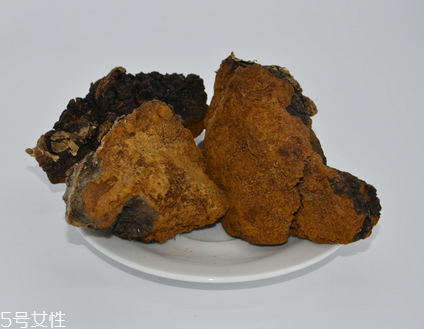 樺樹茸怎么泡水喝？樺樹茸泡水喝法