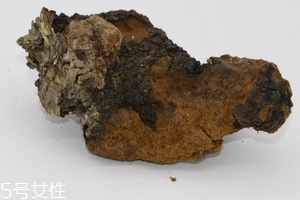 樺樹茸是中藥嗎？樺樹茸屬于中藥嗎