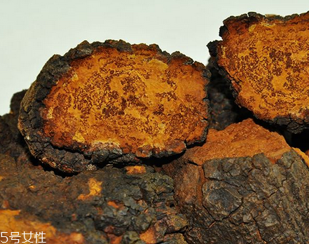 樺樹茸是樹黃嗎？樺樹茸屬于什么