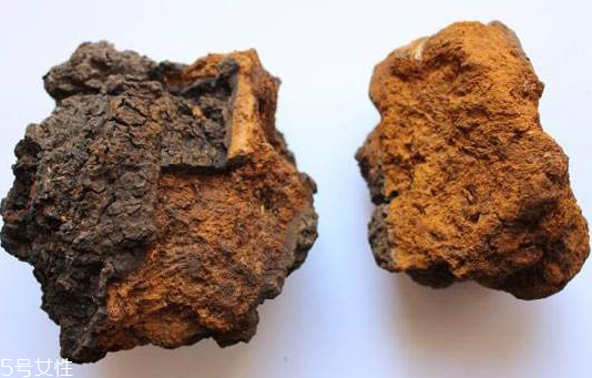 樺樹茸是樹黃嗎？樺樹茸屬于什么