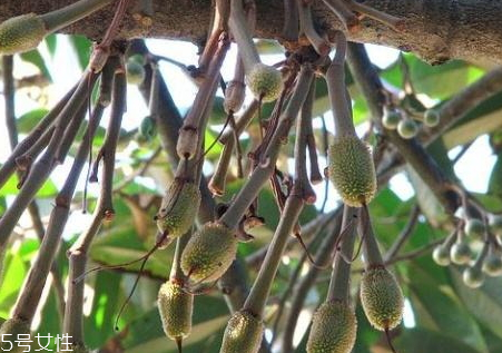 榴蓮樹(shù)苗多少錢一棵 榴蓮樹(shù)苗最新價(jià)格