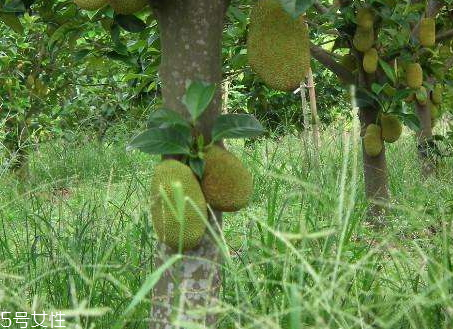 榴蓮樹(shù)苗多少錢一棵 榴蓮樹(shù)苗最新價(jià)格