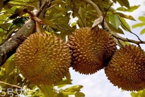 榴蓮樹(shù)苗多少錢一棵 榴蓮樹(shù)苗最新價(jià)格