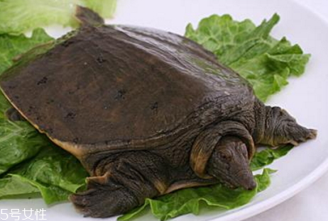 野生甲魚(yú)怎么殺 野生甲魚(yú)的處理方法 野生甲魚(yú)怎么殺 野生甲魚(yú)的處理方法