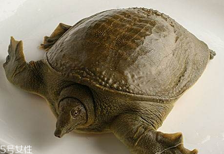 野生甲魚(yú)怎么殺 野生甲魚(yú)的處理方法 野生甲魚(yú)怎么殺 野生甲魚(yú)的處理方法