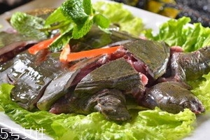 野生甲魚(yú)怎么殺 野生甲魚(yú)的處理方法 野生甲魚(yú)怎么殺 野生甲魚(yú)的處理方法