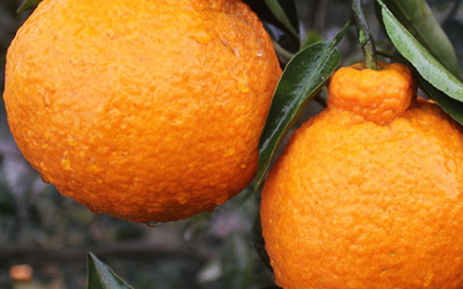 枇杷柑是丑橘嗎？枇杷柑和丑橘的區(qū)別