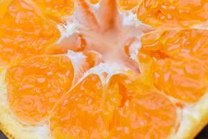 耙耙柑多少錢一斤？耙耙柑市為什么那么貴