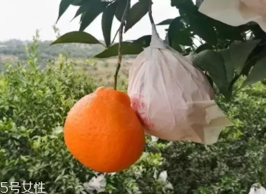 耙耙柑的功效與作用 耙耙柑營養(yǎng) 耙耙柑的功效與作用 耙耙柑營養(yǎng)