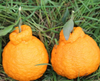 耙耙柑上火嗎？耙耙柑是熱性還是涼性