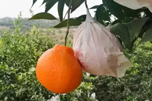 春見為什么叫耙耙柑？春見和耙耙柑區(qū)別