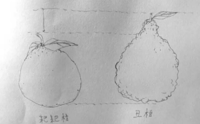 耙耙柑和不知火哪個好？耙耙柑和不知火區(qū)別