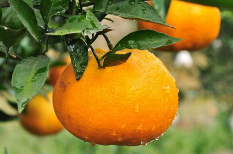 耙耙柑可以和牛奶一起吃嗎？耙耙柑和牛奶一起吃的壞處