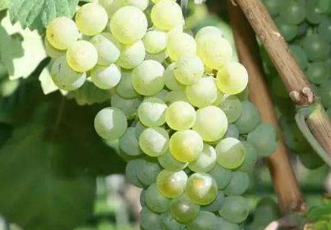 白葡萄酒能兌雪碧嗎 白葡萄酒搭配建議 白葡萄酒能兌雪碧嗎 白葡萄酒搭配建議