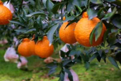 不知火吃了上火嗎？不知火可以經常吃嗎