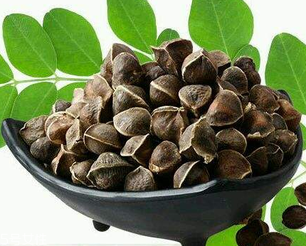 辣木籽能治口臭嗎？口臭吃辣木籽好嗎？