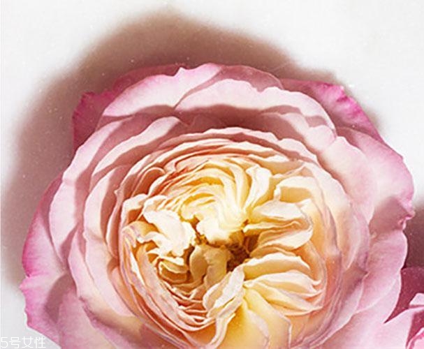 馥蕾詩玫瑰水很雞肋嗎 fresh新款玫瑰水好用嗎 馥蕾詩玫瑰水很雞肋嗎 fresh新款玫瑰水好用嗎