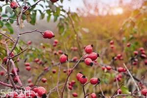 玫瑰果油孕婦可以用嗎？玫瑰果油的禁忌人群