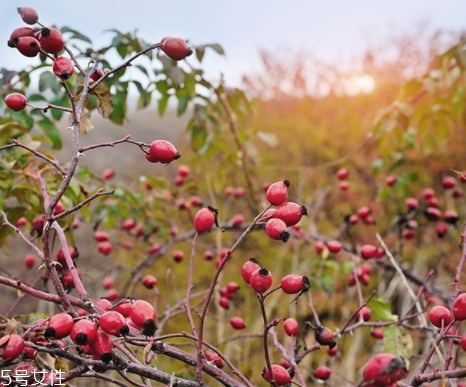 玫瑰果油可以天天用嗎？玫瑰果油多久用一次