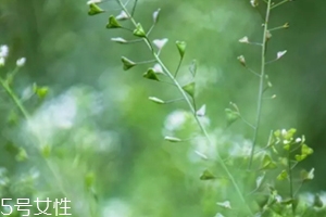 地菜花薺菜花煮雞蛋上午吃還是下午吃？