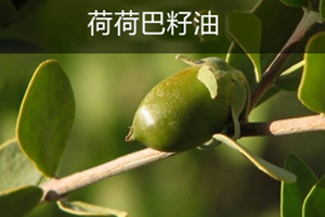 荷荷巴油可以豐胸嗎？荷荷巴油豐胸手法