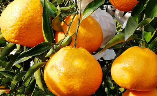 春見和不知火哪個(gè)好吃？春見不知火的不同