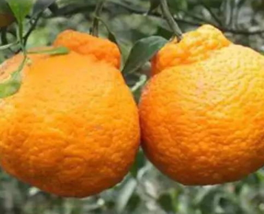 春見和不知火哪個(gè)好吃？春見不知火的不同