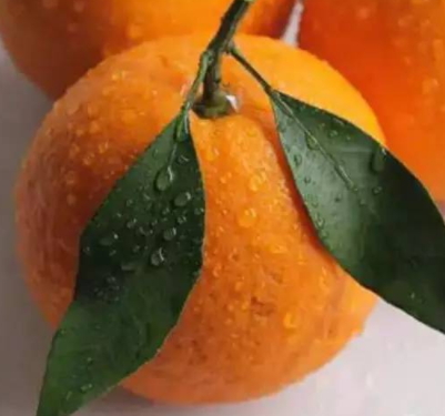 春見和不知火哪個(gè)好吃？春見不知火的不同