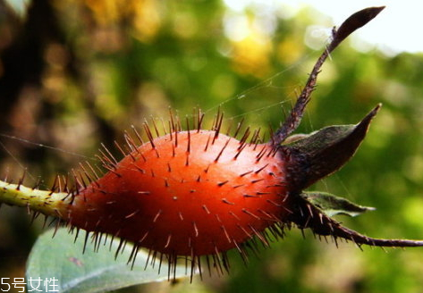 金櫻子和什么泡酒好 金櫻子泡酒的步驟 金櫻子和什么泡酒好 金櫻子泡酒的步驟