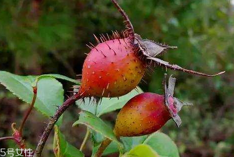 金櫻子和什么泡酒好 金櫻子泡酒的步驟 金櫻子和什么泡酒好 金櫻子泡酒的步驟