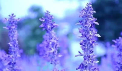 薰衣草精油怎么泡腳？薰衣草精油泡腳方法