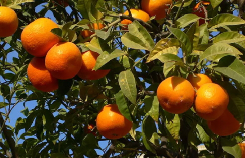 甜橙精油的功效與作用 甜橙精油的副作用 甜橙精油的功效與作用 甜橙精油的副作用