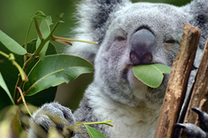 尤加利精油孕婦可以用嗎？尤加利精油禁忌人群