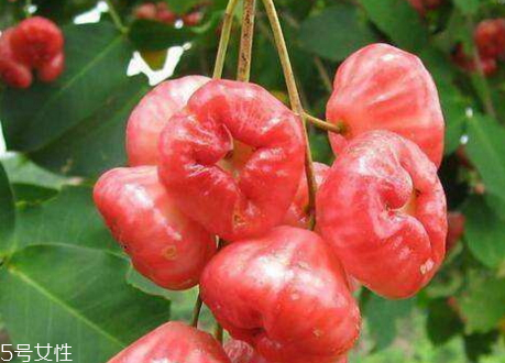 水葡萄怎么吃 水葡萄適合什么人吃 水葡萄怎么吃 水葡萄適合什么人吃