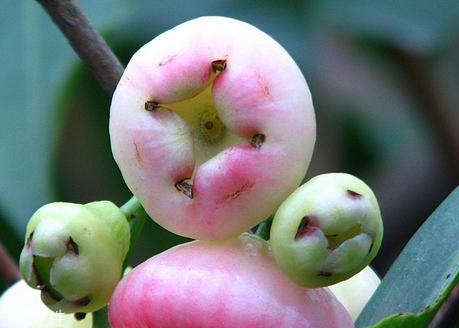 水葡萄怎么吃 水葡萄適合什么人吃 水葡萄怎么吃 水葡萄適合什么人吃